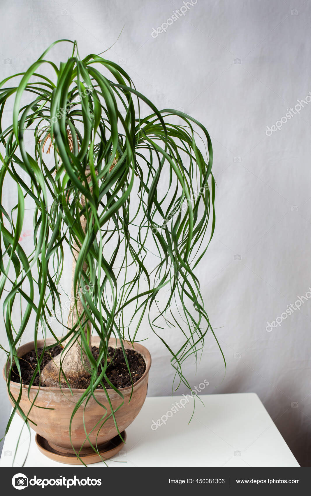 Beaucarnea Images Royalty Free Stock Beaucarnea Photos Pictures Depositphotos Beaucarnea Images Royalty Free Stock Beaucarnea Photos Pictures Depositphotos