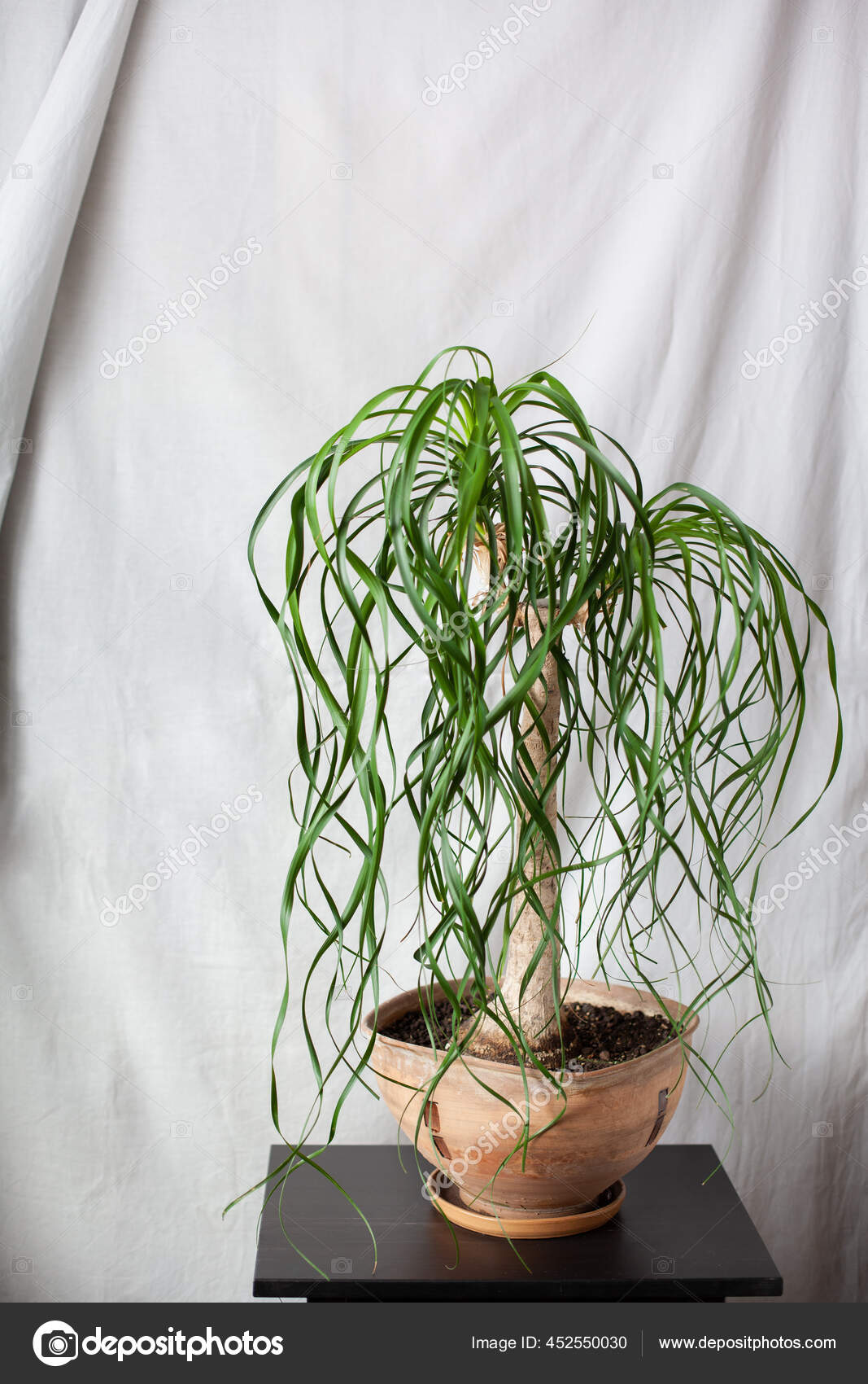 Beaucarnea Images Royalty Free Stock Beaucarnea Photos Pictures Depositphotos Beaucarnea Images Royalty Free Stock Beaucarnea Photos Pictures Depositphotos