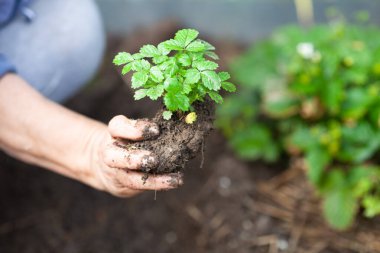Çilek tohumu tutan kadın eli. Çiftliğe çilek eken yaşlı bir kadın. Bahar zamanı, organik tarım kavramı. Seçici odak.