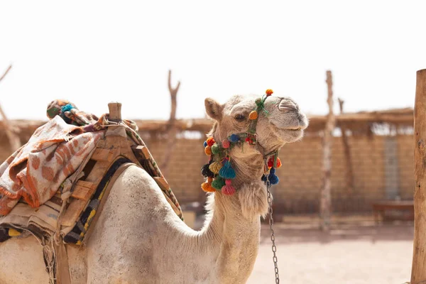 Chameau Dans Désert Égyptien Camel Équitation Pour Les Touristes Concept — Photo