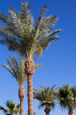 Mavi gökyüzü arka planında palmiye ağaçları. Dikey resim.