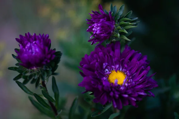 Donkerpaarse Asters Bloemen Close Natuurlijke Groene Achtergrond Selectieve Focus — Stockfoto