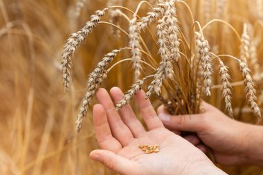 Bir tarlada olgun buğday taneleri ve kulaklar tutan insanların elleri. Yaz konsepti, hasat zamanı. Eko ürünler. Seçici odak.