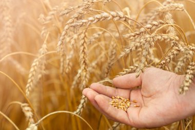 Bir tarlada olgunlaşmış buğday tanelerini tutan bir adamın yakın çekimi. Yaz konsepti, hasat zamanı. Eko ürünler. Seçici odak.