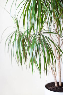 Dracena 'yı açık gri arka planda beyaz bir tencerede kapatın. Ev bitkileri bakımı ve bahçe işleri. Dikey görüntü. Seçici odak. 