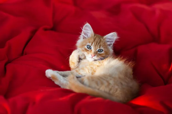 Close Portrait Cute Red Kitten Lying Shape Heart Red Fabric — Stock Photo, Image