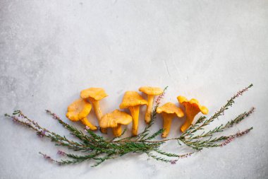 Vahşi chanterelle mantarlarının ve orman çiçeklerinin yaratıcı bileşimi gri beton arka planda heather. Uzayı kopyala, üst görünüm. Ormandan taze toplanmış yiyecekler. Seçici odak.