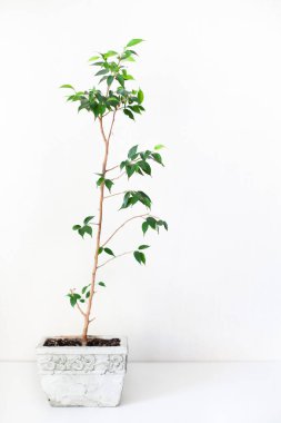 Beyaz arka planda taze yaprakları olan saksı ağacı Ficus Hughina. Ev dekorasyonu, kolay bakım bürosu bitkisi. Dikey görüntü. Seçici odak.