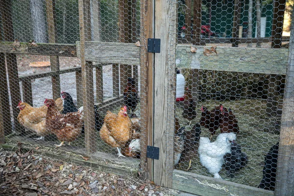 Hout kippenhok op een landelijk huis met kippen binnen — Stockfoto