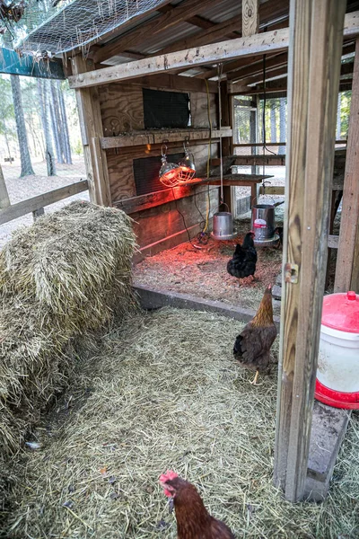 Wood chicken coop on a rural home property with chickens inside — Stock Photo, Image