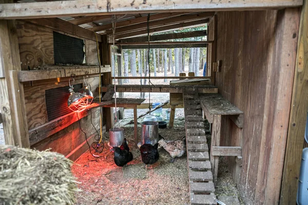 Wood kuřecí kurník na venkově domácí vlastnictví s kuřaty uvnitř — Stock fotografie