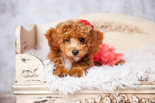 Cute Small Bichon Poodle Bichpoo puppy dog laying on a fancy ornated dog bed — Stock Photo, Image
