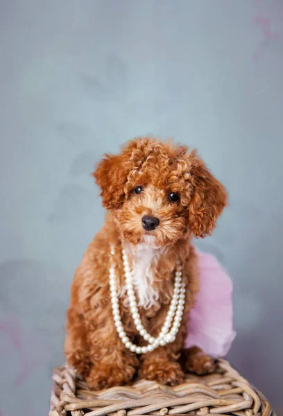 Carino piccolo cane cucciolo di Bichon Poodle Bichpoo in piedi su un cesto in un ambiente di studio — Foto Stock