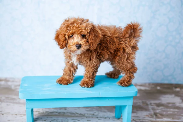 Carino piccolo cane cucciolo di Bichon Poodle Bichpoo in piedi su una panchina blu — Foto Stock