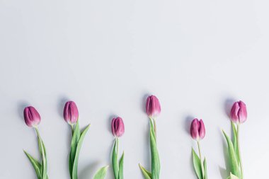 Bahar için beyaz bir zemin üzerinde boşluklu pembe bir sıra lale..