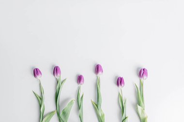 Bahar için beyaz bir zemin üzerinde bir sıra öğrenci lalesi.