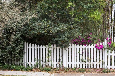 Açelya çiçekleri açan beyaz bir çit..