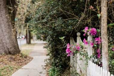 Açelya çiçekleri açan beyaz bir çit..