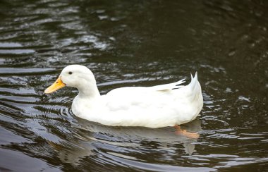 Birkaç gül, şakayık ve ortanca çiçeği dikey beton bir duvara karşı çiçek buketleri
