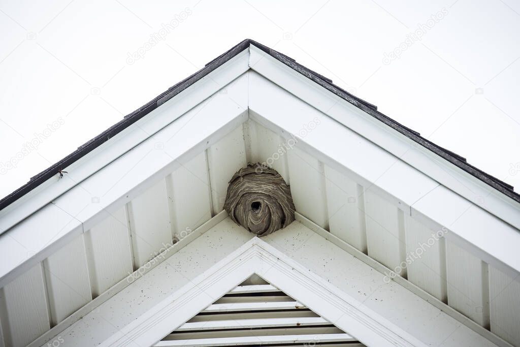 A large hornets nest in the top of a house