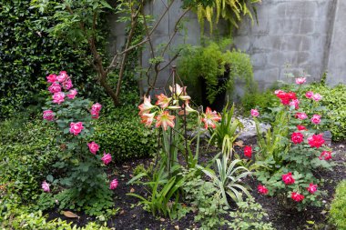 Baharda açan bahçedeki güzel çiçekler.