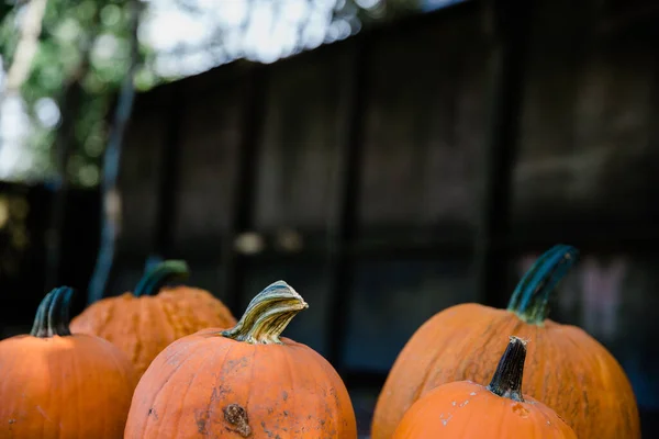 Una fila de calabazas naranjas de otoño sentadas en el suelo en un festival de otoño en un parche de calabaza local — Foto de Stock