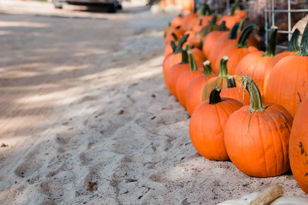 Una fila de calabazas naranjas de otoño sentadas en el suelo en un festival de otoño en un parche de calabaza local — Foto de Stock