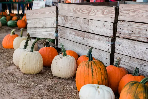 Una fila de calabazas naranjas de otoño sentadas en el suelo en un festival de otoño en un parche de calabaza local — Foto de Stock