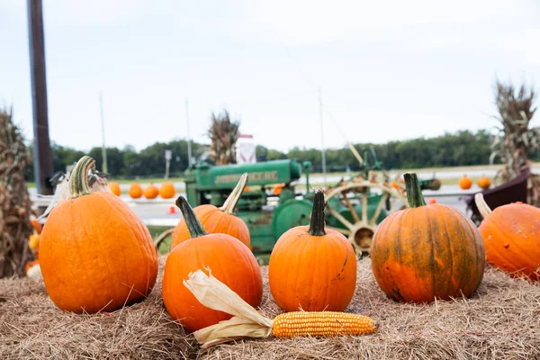 A row of fall orange pumpkins sitting on the ground at a fall festival at a local pumpkin patch