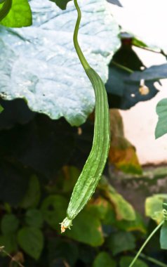 Taze kabak ya da sebze bahçesinde Çin bamyası, Açı Su Kabağı, biyolojik sağlıklı yiyecekler.