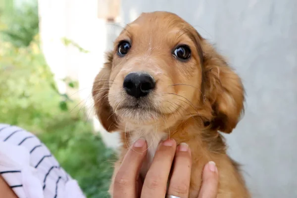 Portrait Beautiful Golden Cocker Spaniel Puppy Looking Right Camera Close — Stock Photo, Image