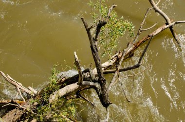 Güneşli bir günde, Kahverengi Nehir 'de biraz yeşillik olan ağaç dalı, kapat. 