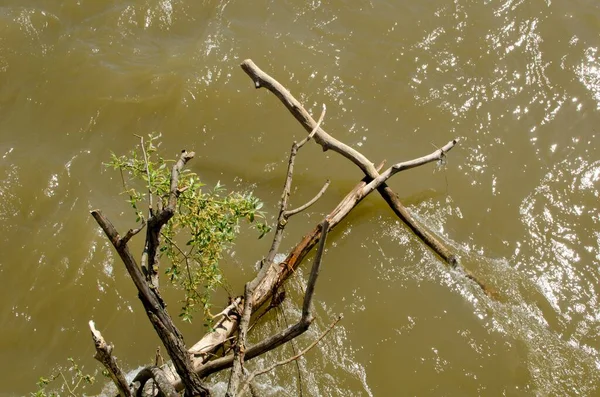 Güneşli bir günde, Kahverengi Nehir 'de biraz yeşillik olan ağaç dalı, kapat. 