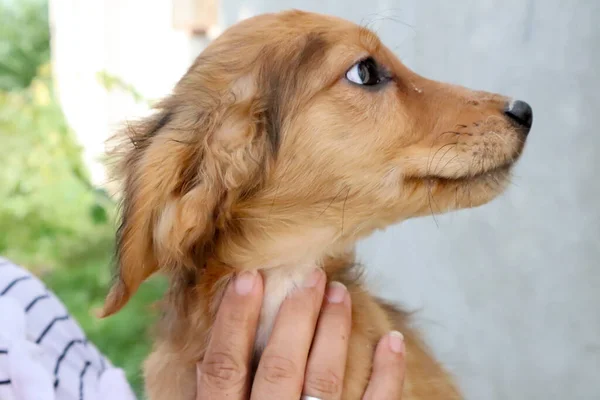 Portrait Beautiful Golden Cocker Spaniel Puppy Looking Side Close — Stock Photo, Image