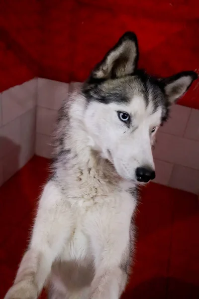 Portrait Beautiful Abandoned Husky Dog Asylum Dogs Looking Aside Camera — Stock Photo, Image