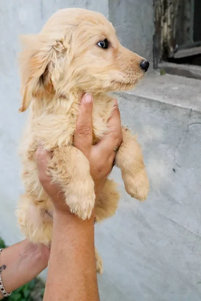 Niedlichen Golden Retriever Welpen Der Hand Von Weiblichen Blick Eine — Stockfoto