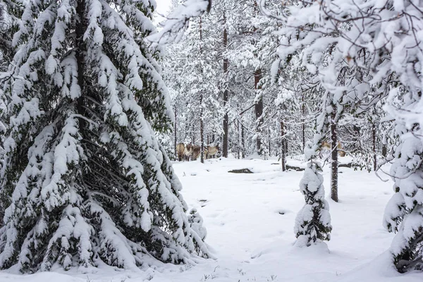 Un troupeau de cerfs parmi les arbres dans la neige d'une forêt d'hiver. — Photo