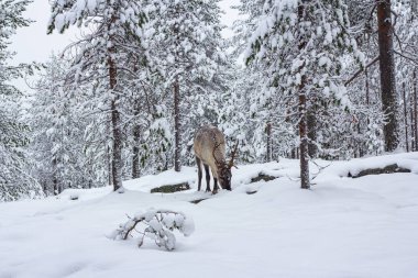 Kış ormanının karındaki geyik..