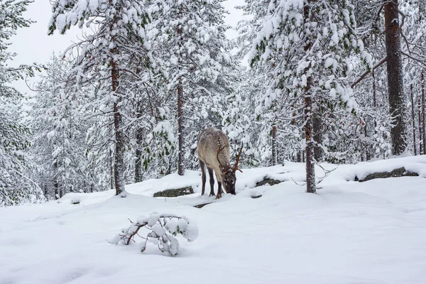 Kış ormanının karındaki geyik..