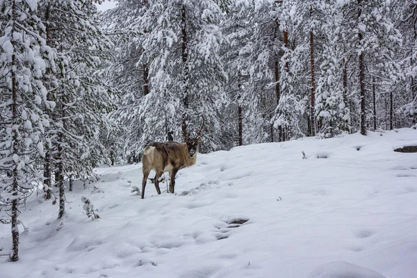 El ciervo en la nieve del bosque invernal. —  Fotos de Stock