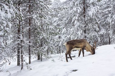 Kış ormanının karındaki geyik..