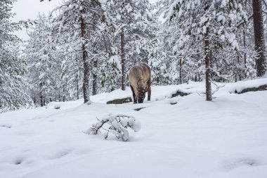 Kış ormanının karındaki geyik..