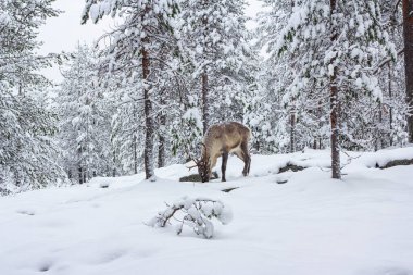 Kış ormanının karındaki geyik..