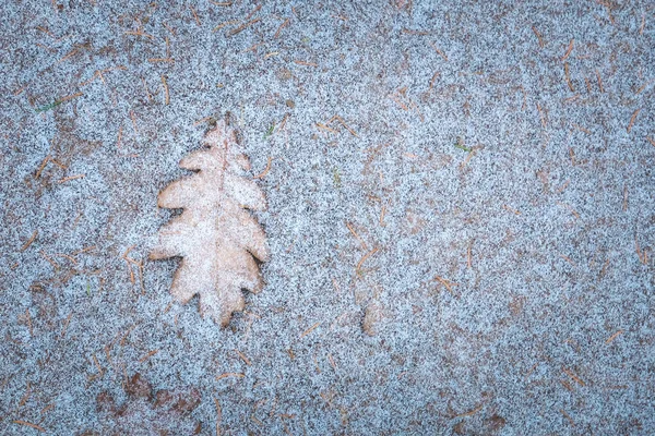 Foto concettuale invernale, foglia di quercia nella neve, autunno-inverno. Foglia di quercia con gelo. Paesaggio con spazio di copia. Sfocato — Foto Stock