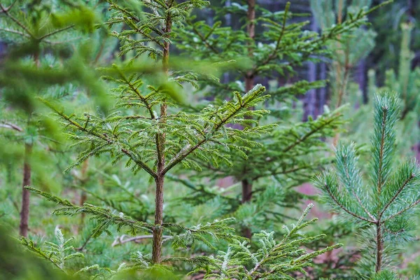 Bright green young spruce trees in the forest. Young green Needles on spruce branches close-up. Selective focus