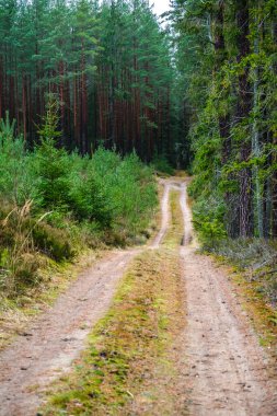 Sonbaharın sonlarında ormanda yol, ormancılık. Seçici odak