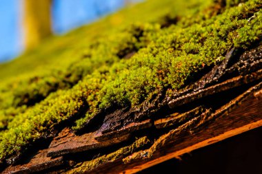 Moss on the roof, old wooden house with green roof. Selective focus clipart