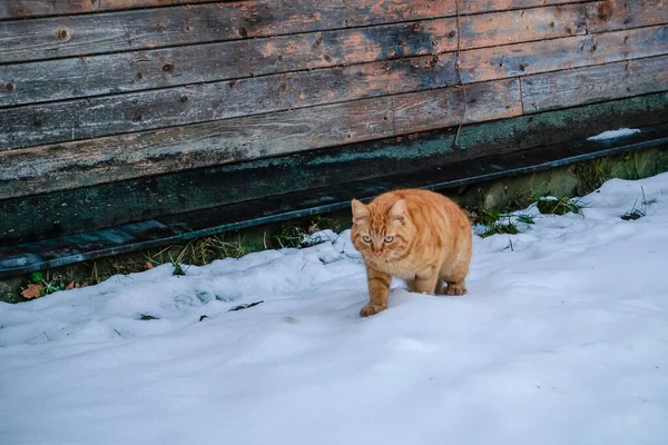 Prachtige gemberkat die in de winter door de besneeuwde straat loopt. Selectieve focus — Stockfoto