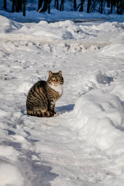 Gato bonito sentado na neve no dia ensolarado de inverno — Fotografia de Stock