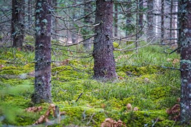Sonbahar yeni ladin ormanı. Yosun ve yerde yapraklar var. Orman yönetimi